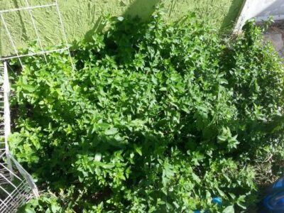 Dealing with Sickness on the Homestead Image